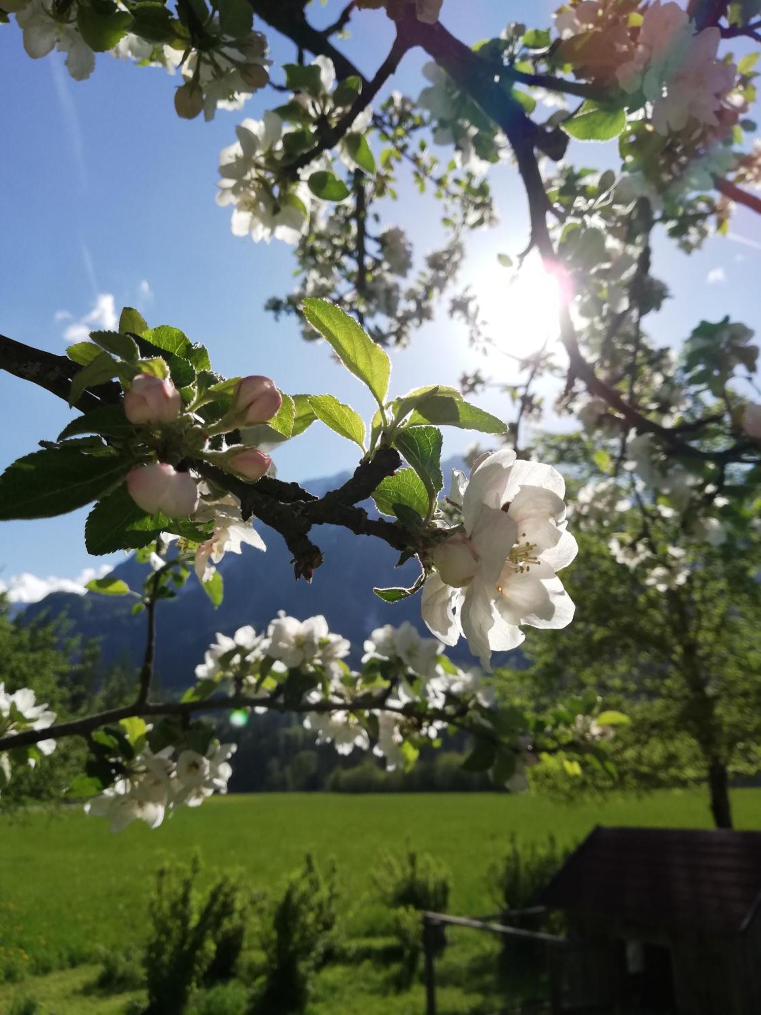 Apartmán Prentnergut *